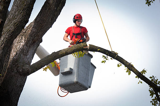 How Our Tree Care Process Works  in North Caldwell, NJ